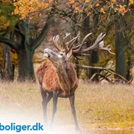 Skanderborg: Byen med det hele